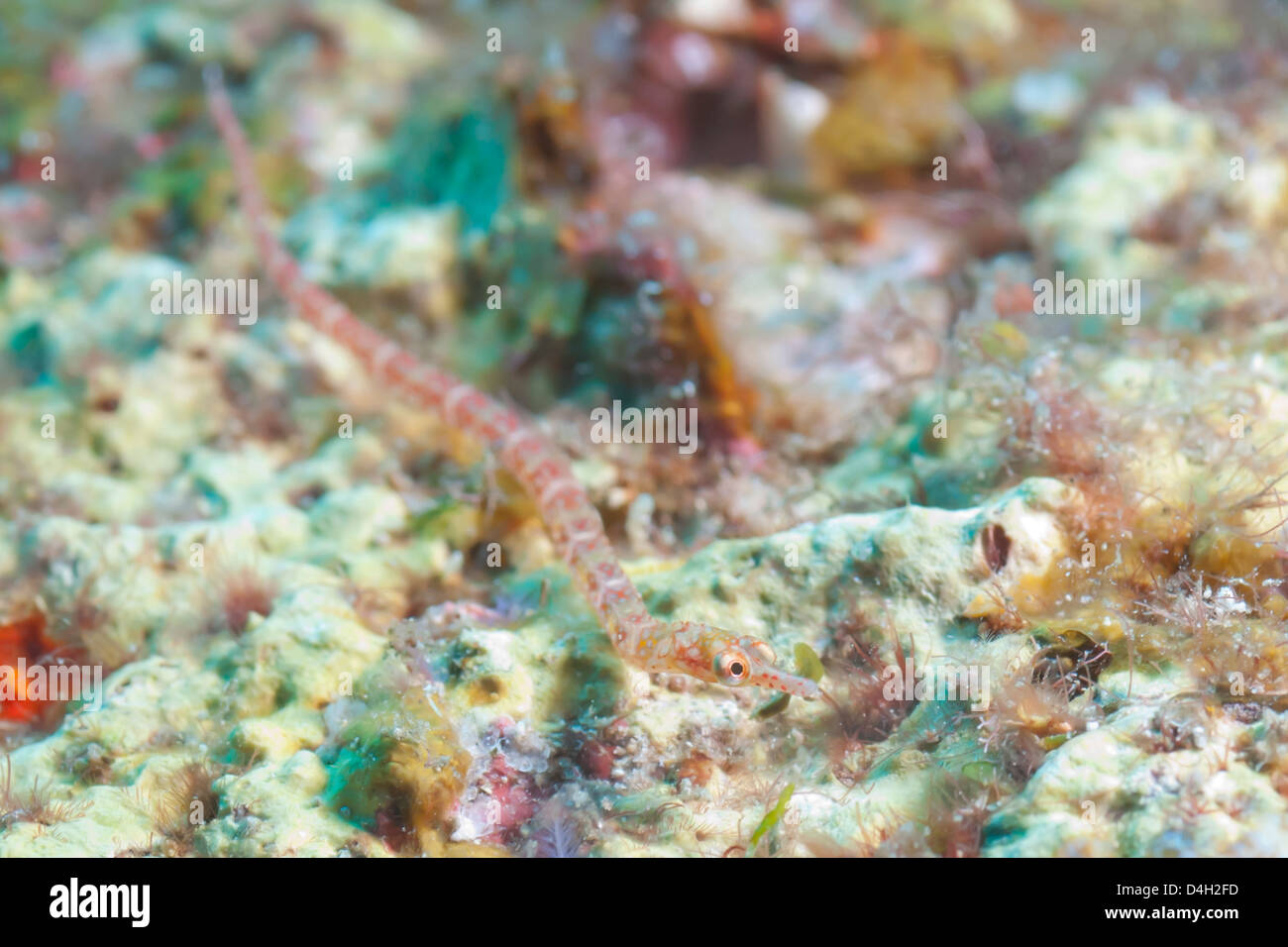 Agujas de mar (Corythoichthys), el sur de Tailandia, el Mar de Andamán, Océano Índico Foto de stock