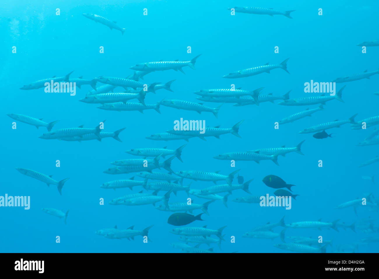 Pickhandle Barracuda, en el sur de Tailandia, el Mar de Andamán, Océano Índico Foto de stock