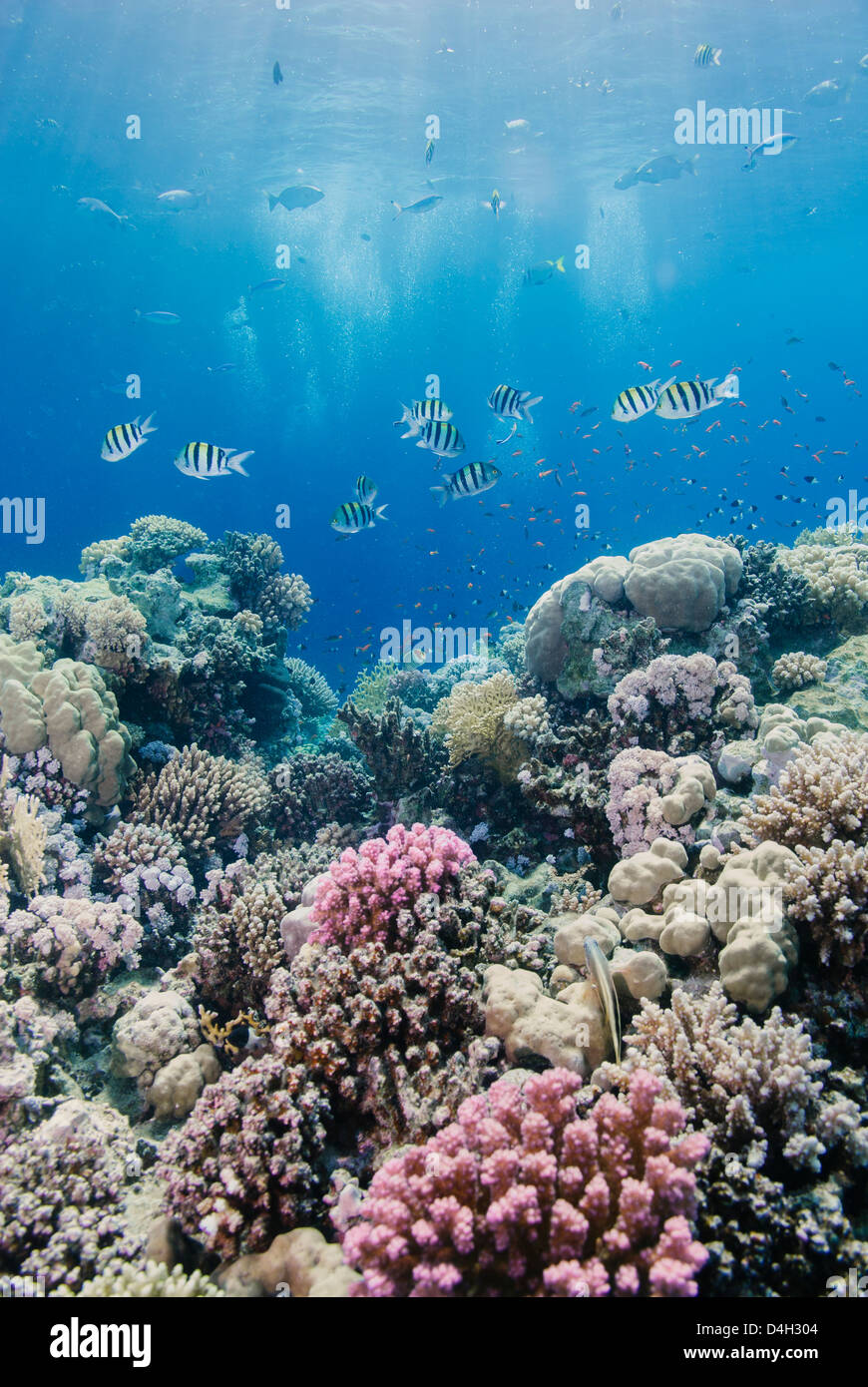 Arrecifes de coral tropicales y de la escena, el Parque Nacional de Ras Mohammed, off, el Sinaí de Sharm el Sheikh, Egipto, el Mar Rojo, en el norte de África Foto de stock