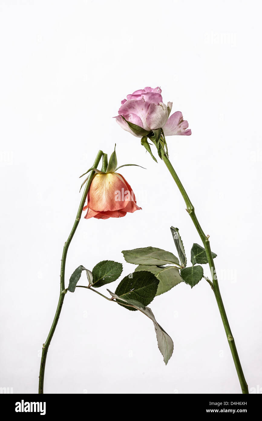 Dos rosas marchitas, uno roto Foto de stock