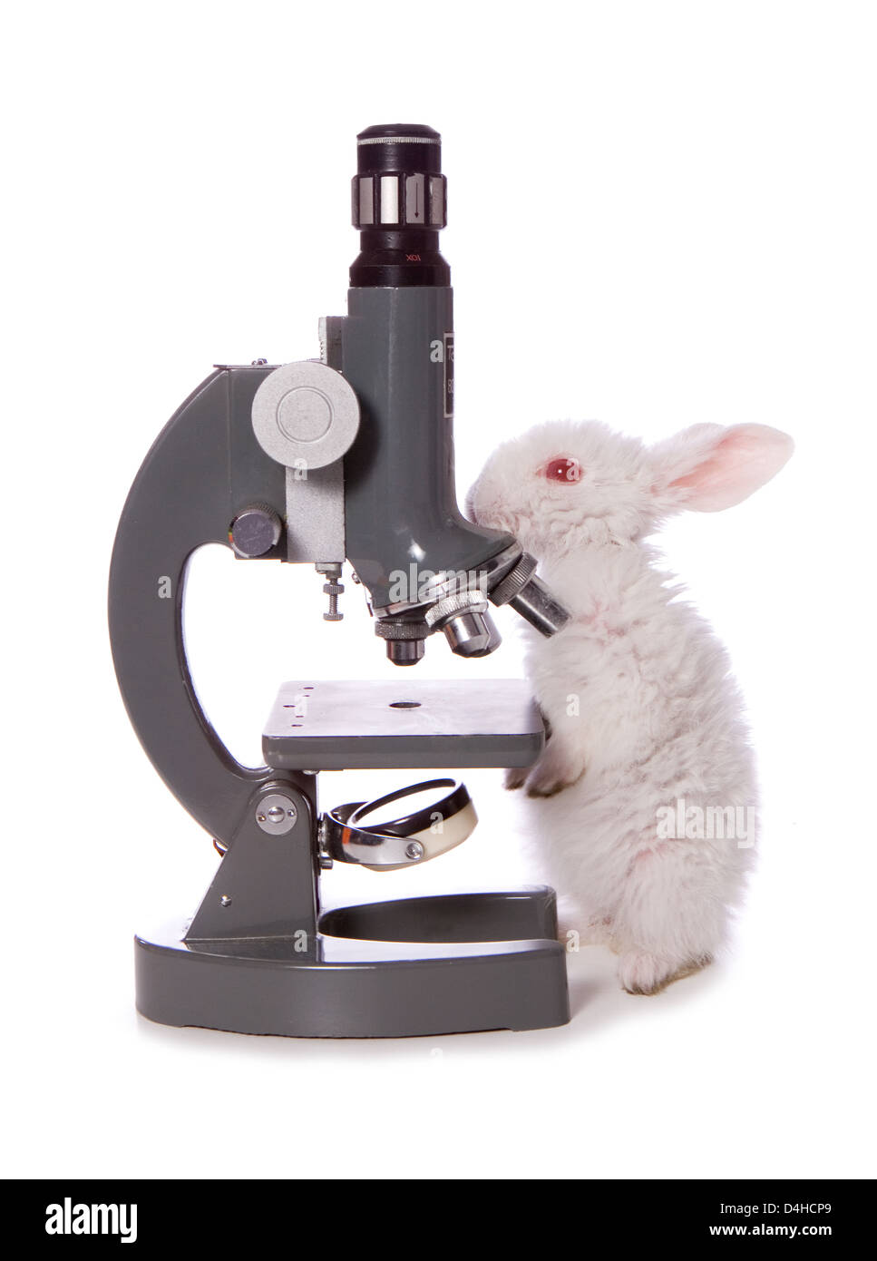 Los ensayos en animales, la prohibición de recorte studio Foto de stock