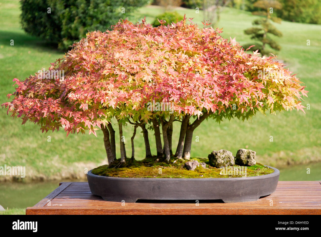 Closeup bonsai de arce rojo (Acer palmatum) en su recipiente Fotografía de stock Alamy