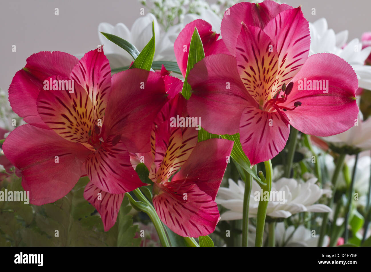 Alstroemeria pink fotografías e imágenes de alta resolución - Alamy