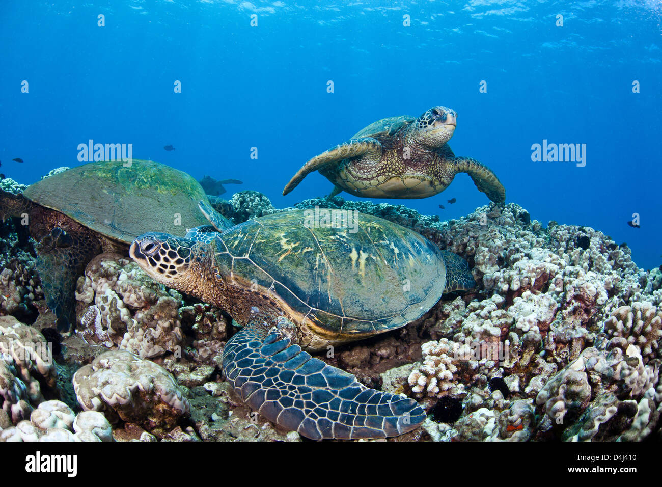 Tortugas marinas verdes, Chelonia mydas, una especie en peligro de extinción. Hawaii. Foto de stock