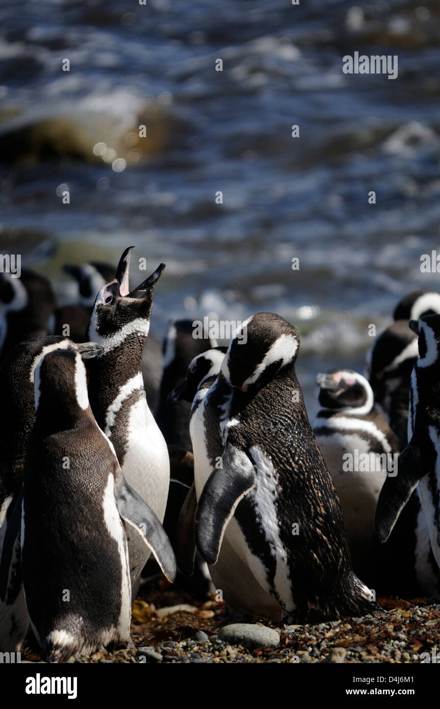 Un grupito de pingüinos de Magallanes (Spheniscus magellanicus) en la playa a su colonia de anidación en Otway Sound. Foto de stock