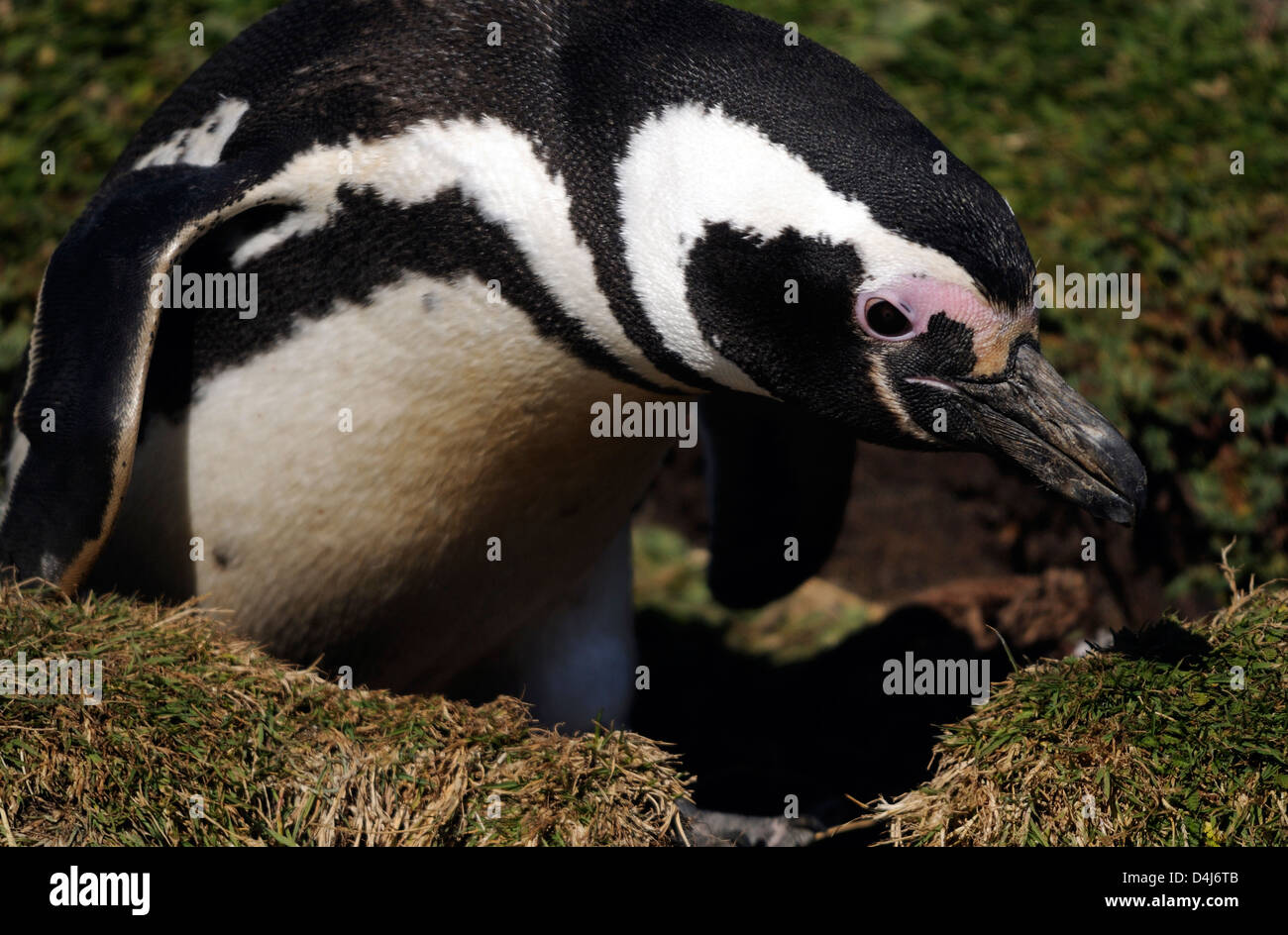 Retrato de un pingüino de Magallanes (Spheniscus magellanicus) en la colonia de anidación en Otway Sound. Punta Arenas, Foto de stock