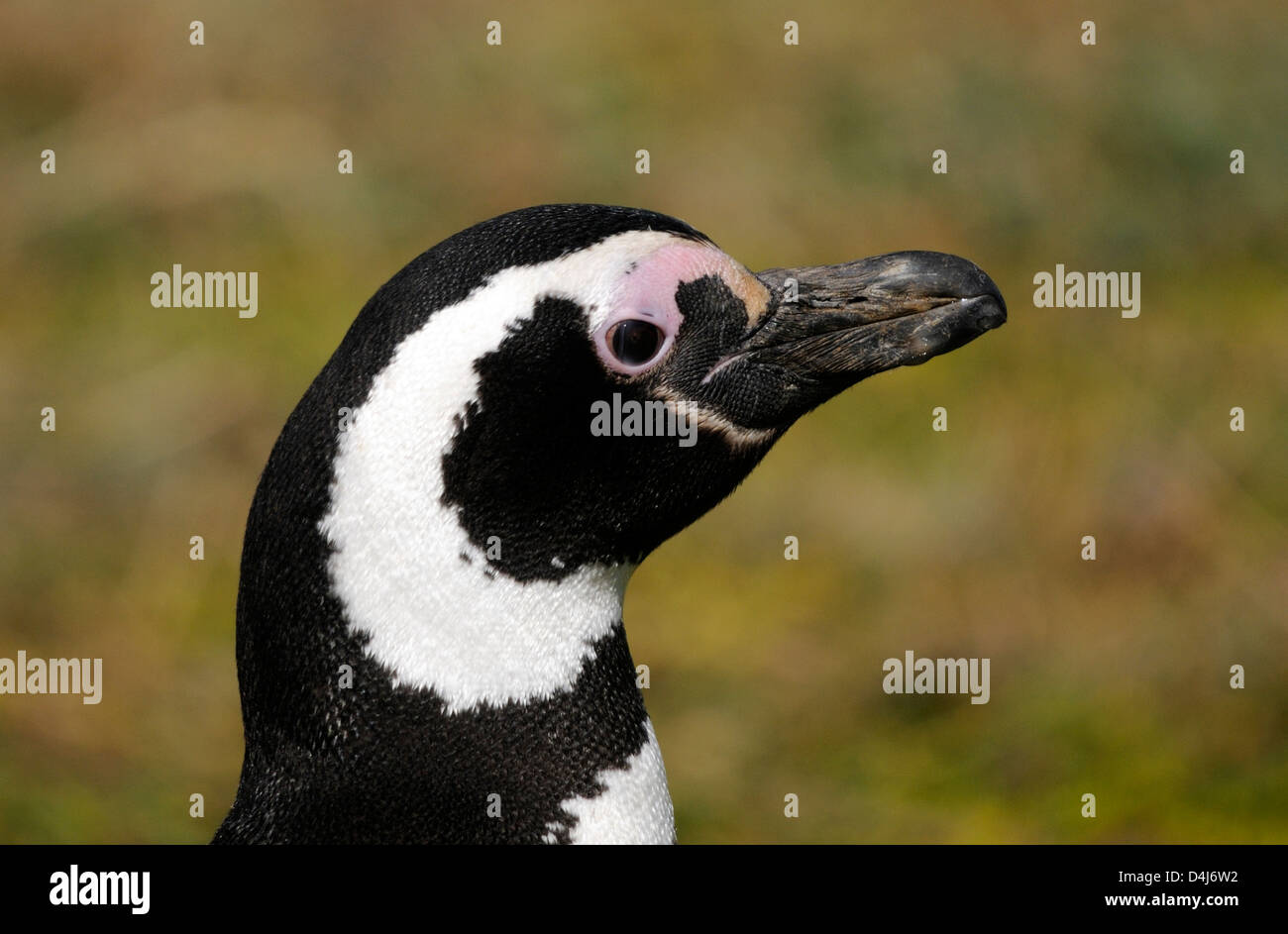 Retrato de un pingüino de Magallanes (Spheniscus magellanicus) en la colonia de anidación en Otway Sound. Punta Arenas, Foto de stock