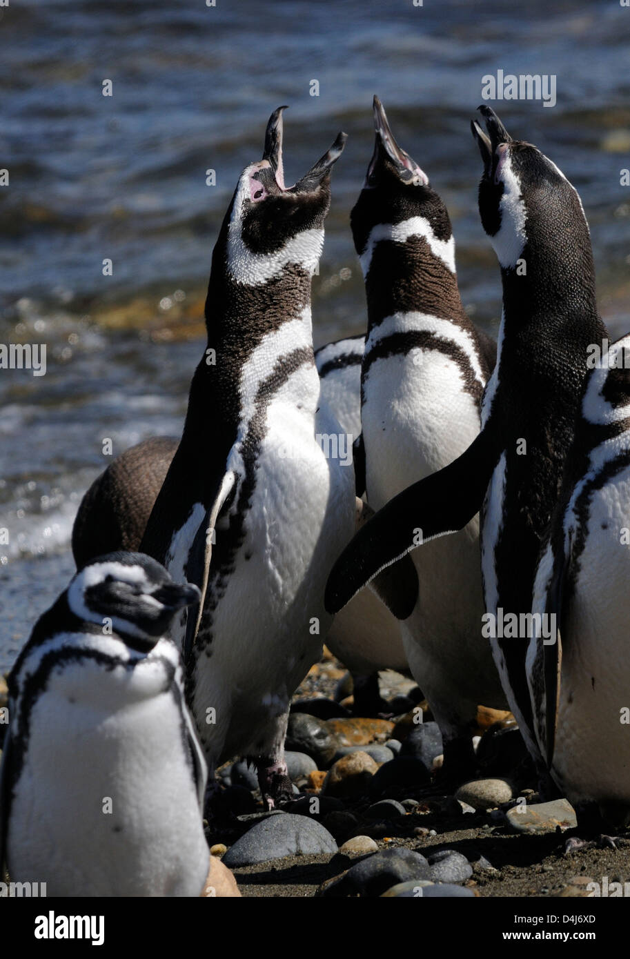 Tres pingüinos de Magallanes (Spheniscus magellanicus) en la que se pide a la playa a su colonia de anidación en Otway Sound. Punta Arenas, Foto de stock