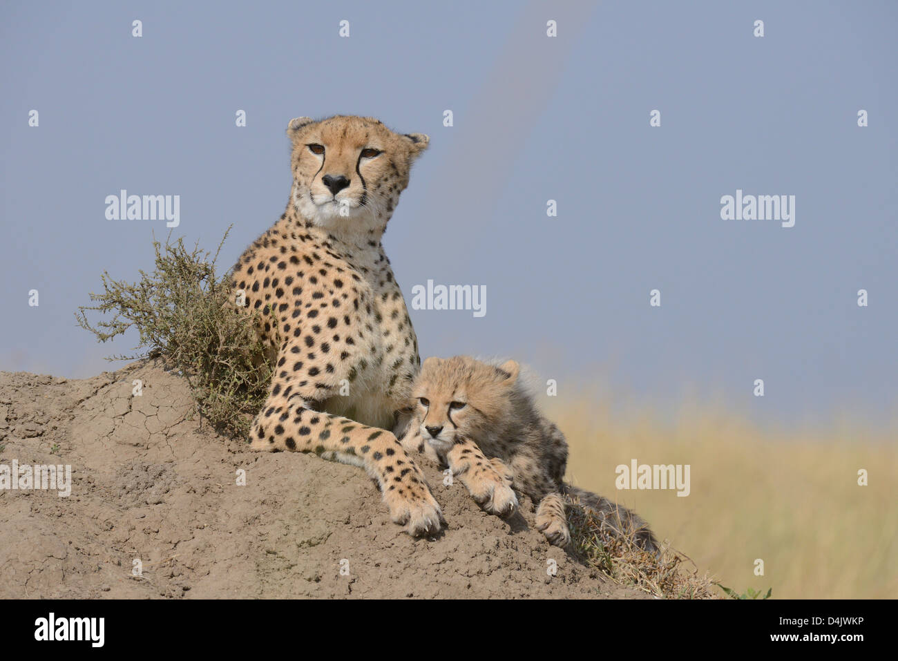 La madre y el Cheetah cub sobre un montículo de Masai Mara Foto de stock