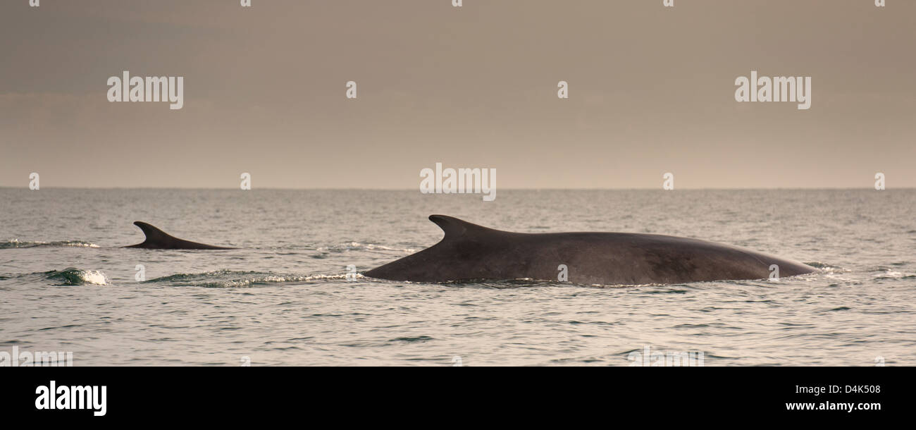 Rorcual común emergiendo del agua Foto de stock