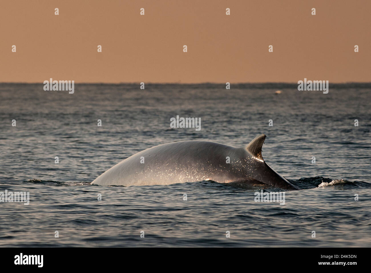 Rorcual común emergiendo del agua Foto de stock