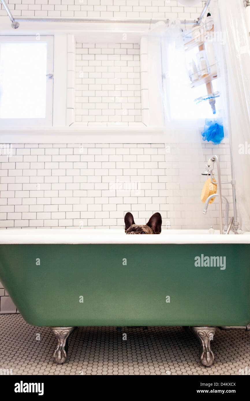 Bulldog Francés sentado en la bañera. Foto de stock
