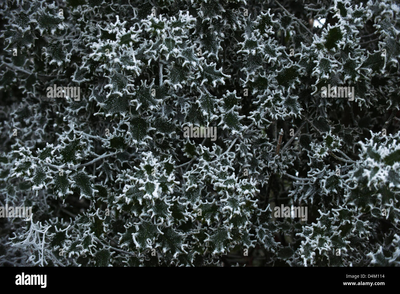 Hojas de acebo con el invierno haw frost Foto de stock