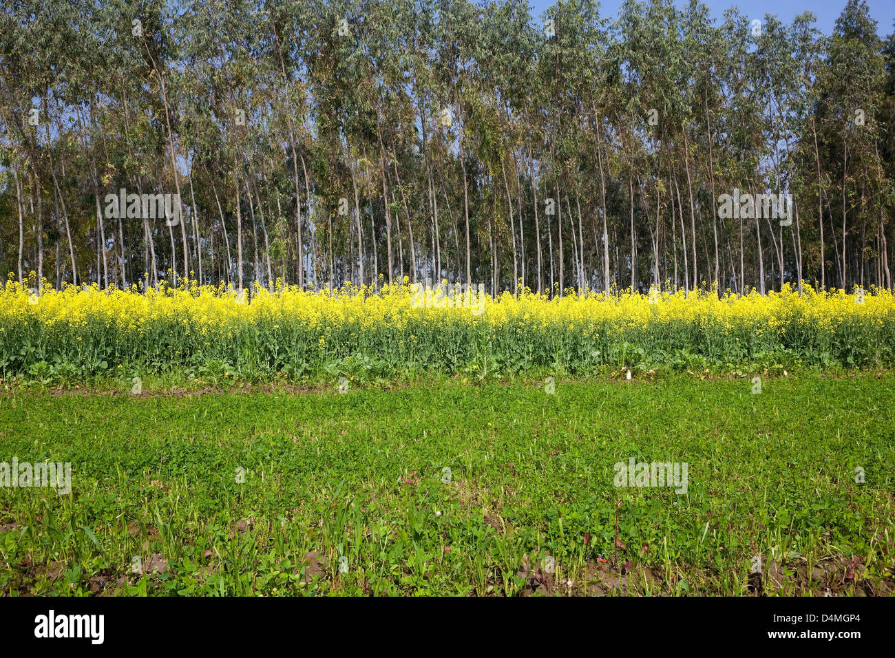 Verde amarillo y azul de fondo de la naturaleza en un paisaje de Punjab con flores de color amarillo mostaza y eucaliptos Foto de stock