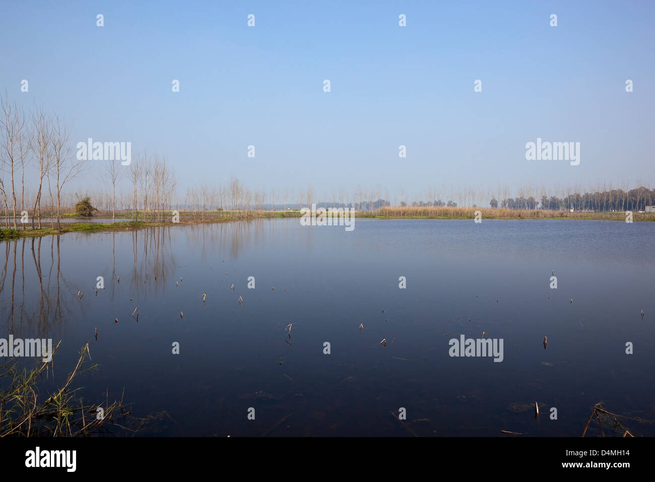 Punjabi paisaje con álamos que rodea una laguna de aguas abiertas en la reserva de humedales cerca de Gurdaspur Keshopur India Foto de stock