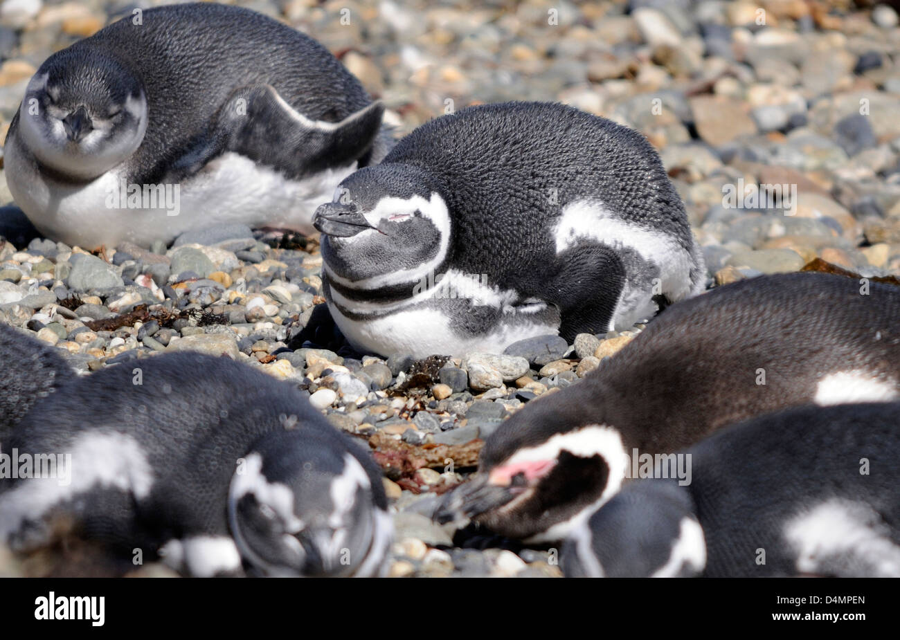Pingüinos de Magallanes (Spheniscus magellanicus) dormitar en la playa a su colonia de anidación en Otway Sound después de una mañana de pesca Foto de stock