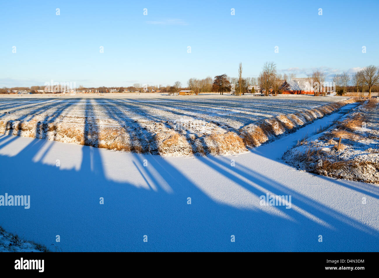 Árbol seccionado sombras en invierno campos holandés Foto de stock