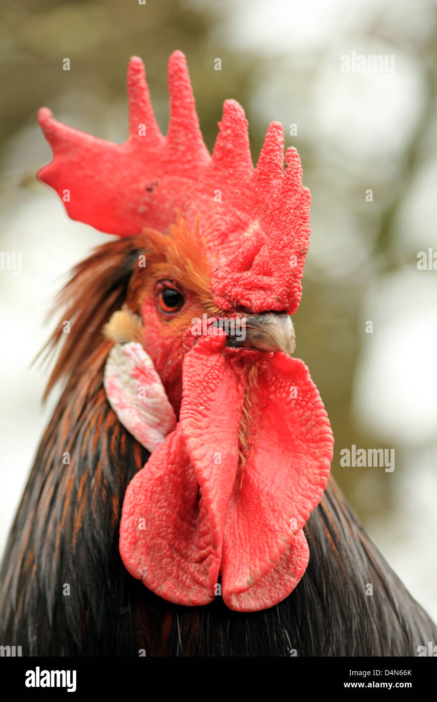 Las aves de corral Aves de corral Aves Gallo Foto de stock