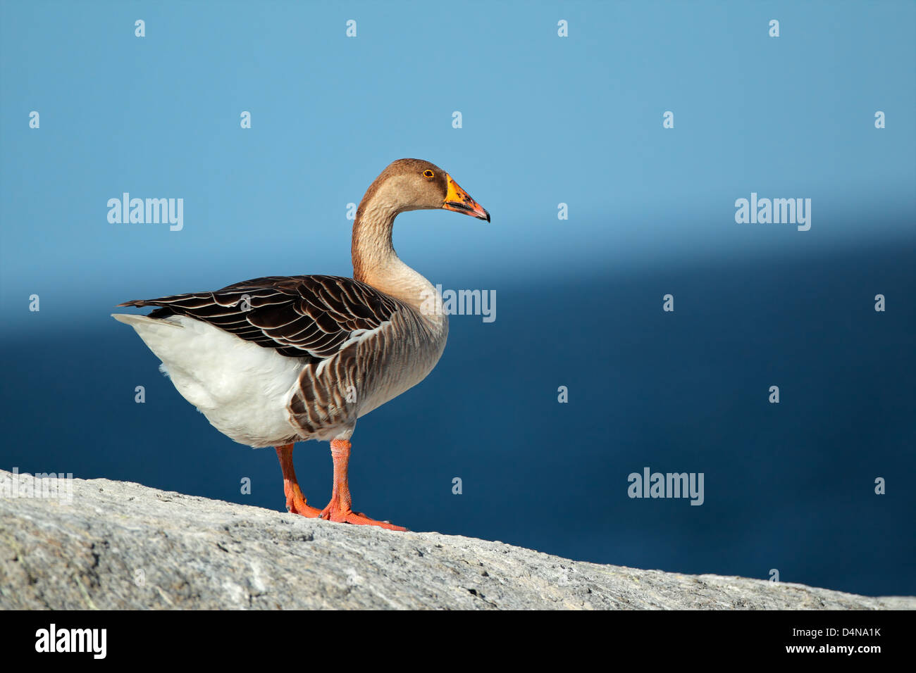 Domesticados graylag goose (Anser anser) contra un fondo de color azul cielo y agua Foto de stock