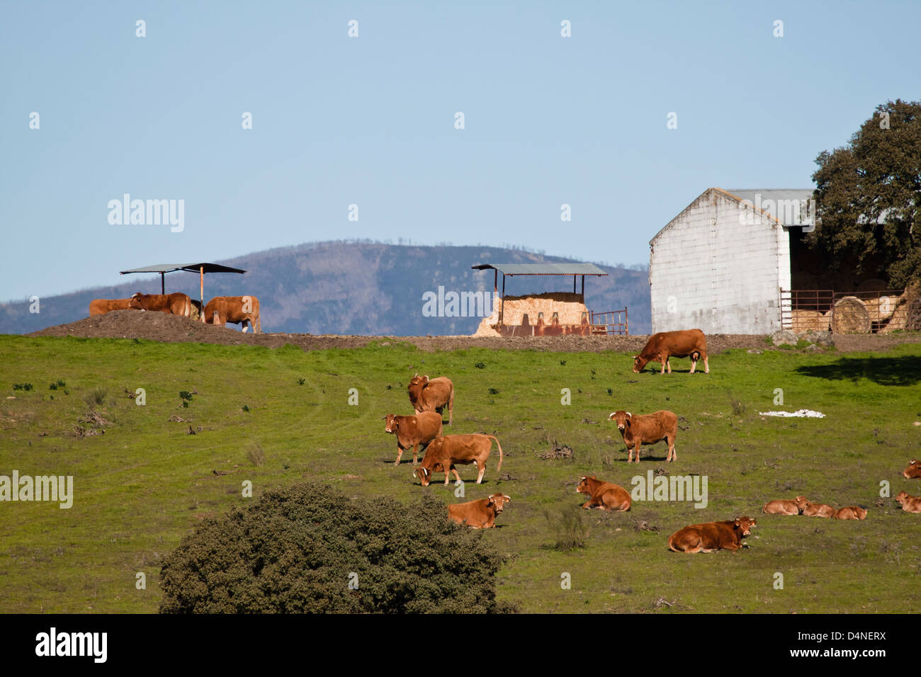 Rancho de ganado bovino. Foto de stock