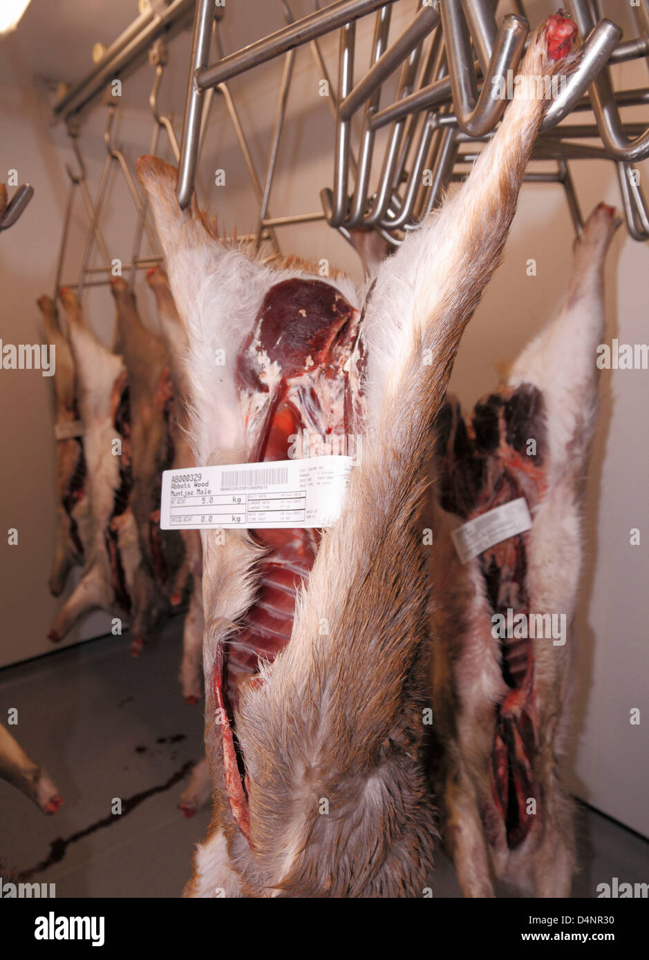 Sacrificados en barbecho, el corzo y el ciervo muntjac cadáveres colgados en una unidad de almacenamiento en frío despensa de ciervo en el sudeste de Inglaterra, Reino Unido. Foto de stock