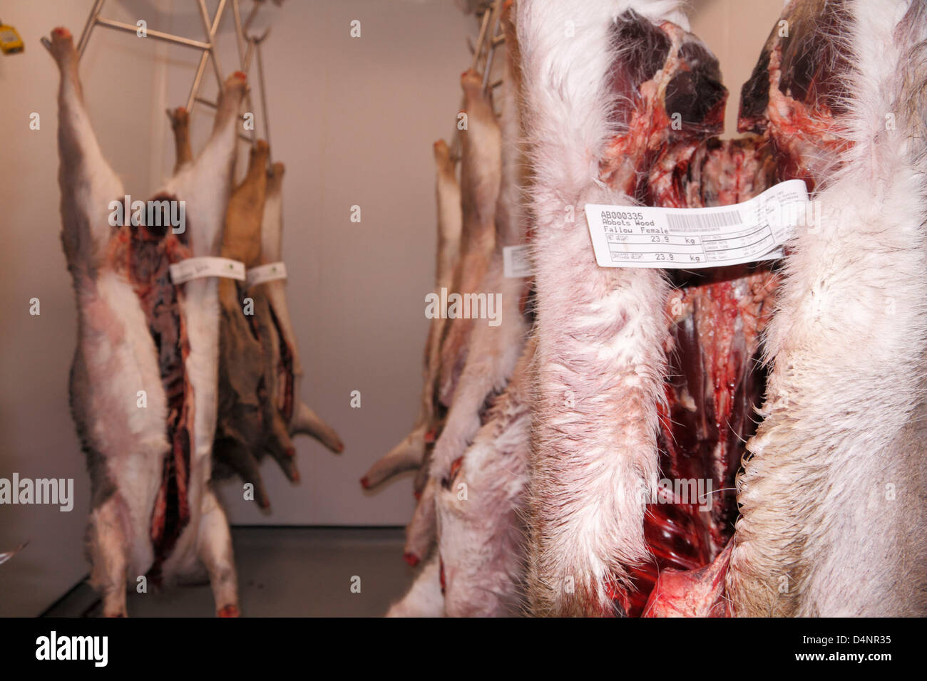 Sacrificados en barbecho, el corzo y el ciervo muntjac cadáveres colgados en una unidad de almacenamiento en frío despensa de ciervo en el sudeste de Inglaterra, Reino Unido. Foto de stock
