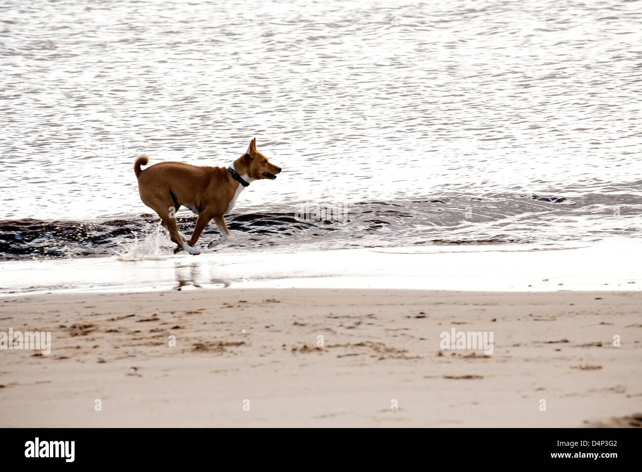 Un perro que corre a lo largo de la costa del mar Foto de stock