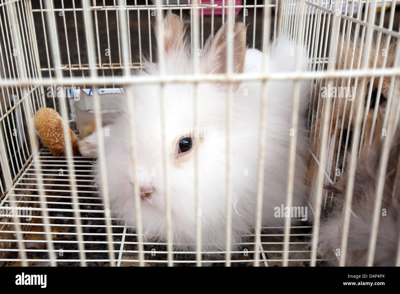 Furry blanco conejo en la jaula mirando a la cámara con sus grandes ojos marrón Foto de stock