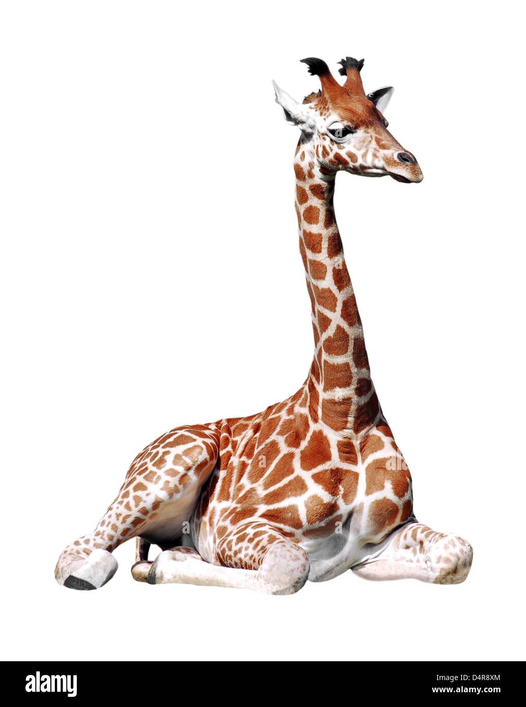 Jirafa (Giraffa camelopardalis) sentado aislado sobre fondo blanco. Foto de stock