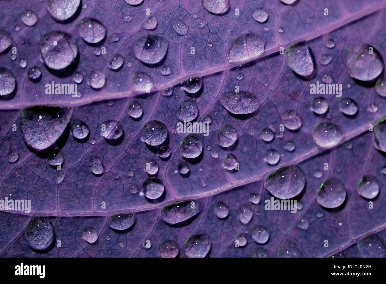 Imagen Macro ronda de gotas de lluvia sobre la cara inferior de una hoja alterada digitalmente Foto de stock
