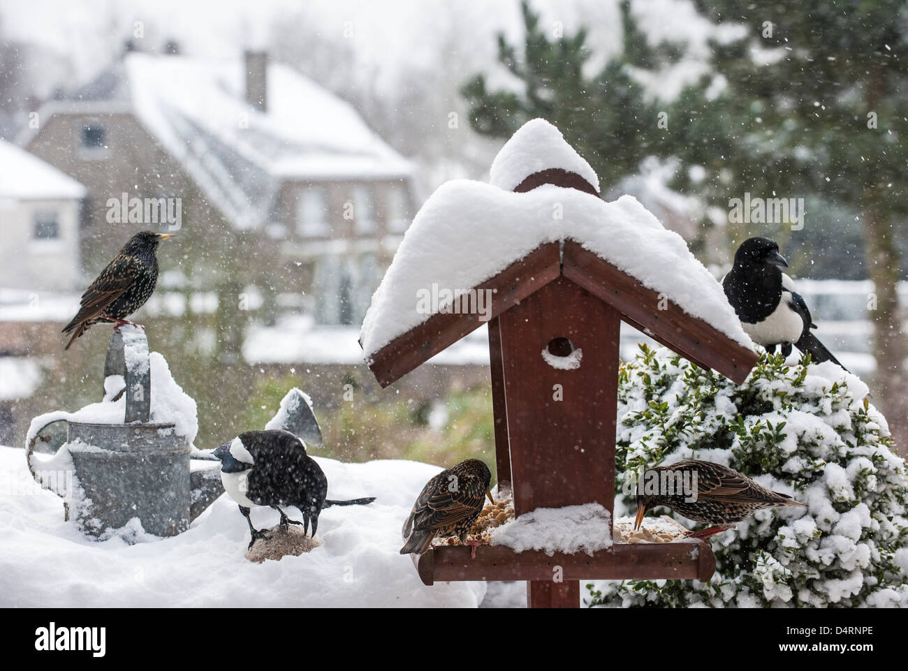Los estorninos común (Sturnus vulgaris) y europeo las urracas (Pica pica) en el comedero para pájaros durante en el jardín de la nieve en invierno Foto de stock