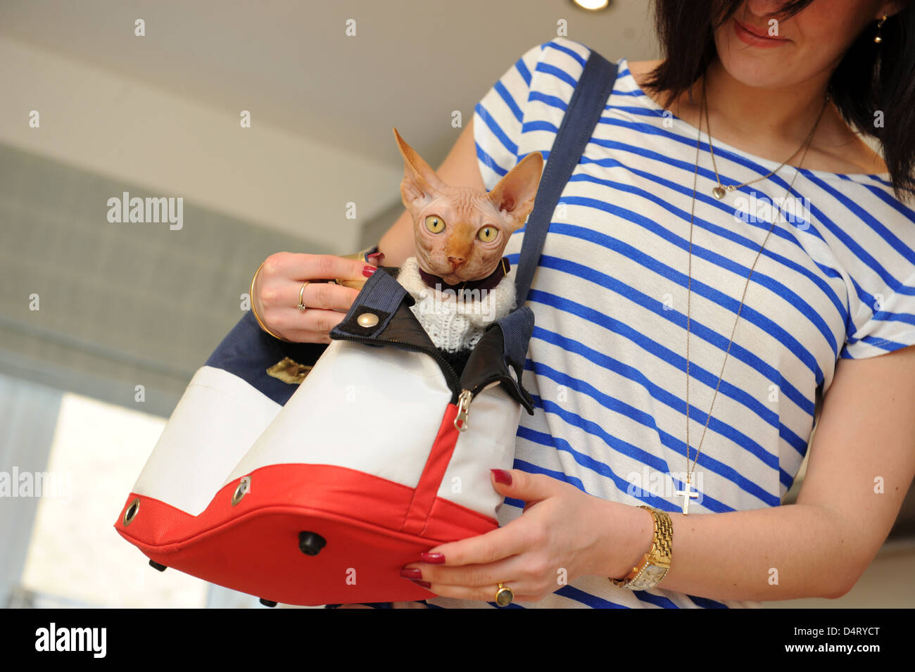 Mascota mimada Un gato Sphynx en bolsa con la propietaria femenina. Gato gato gato de raza británico Reino Unido Foto de stock