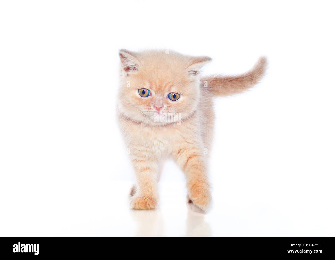 Felpa roja pequeño gatito de Raza exótica sobre un fondo blanco. Foto de stock