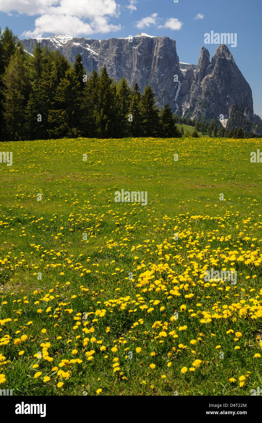 Alpes Siusi, Trentino Alto Adige, Italia. Alpe di Siusi durante la primavera. Foto de stock