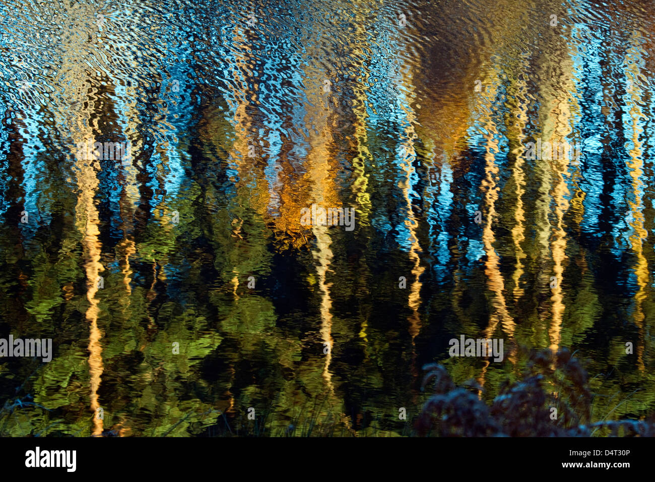 Impresionante matices otoñales matices y color en Woodlands reflejada en las aguas de las piscinas en roble justo Cannock Chase Área de Ou Foto de stock