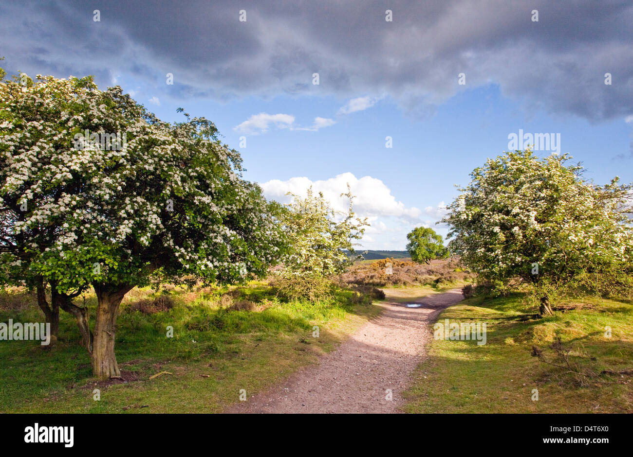 Corazón de Inglaterra camino sendero pueda florecer en el Hawthorn árboles Cannock Chase Country Park AONB (zona de excepcional belleza natural) Foto de stock