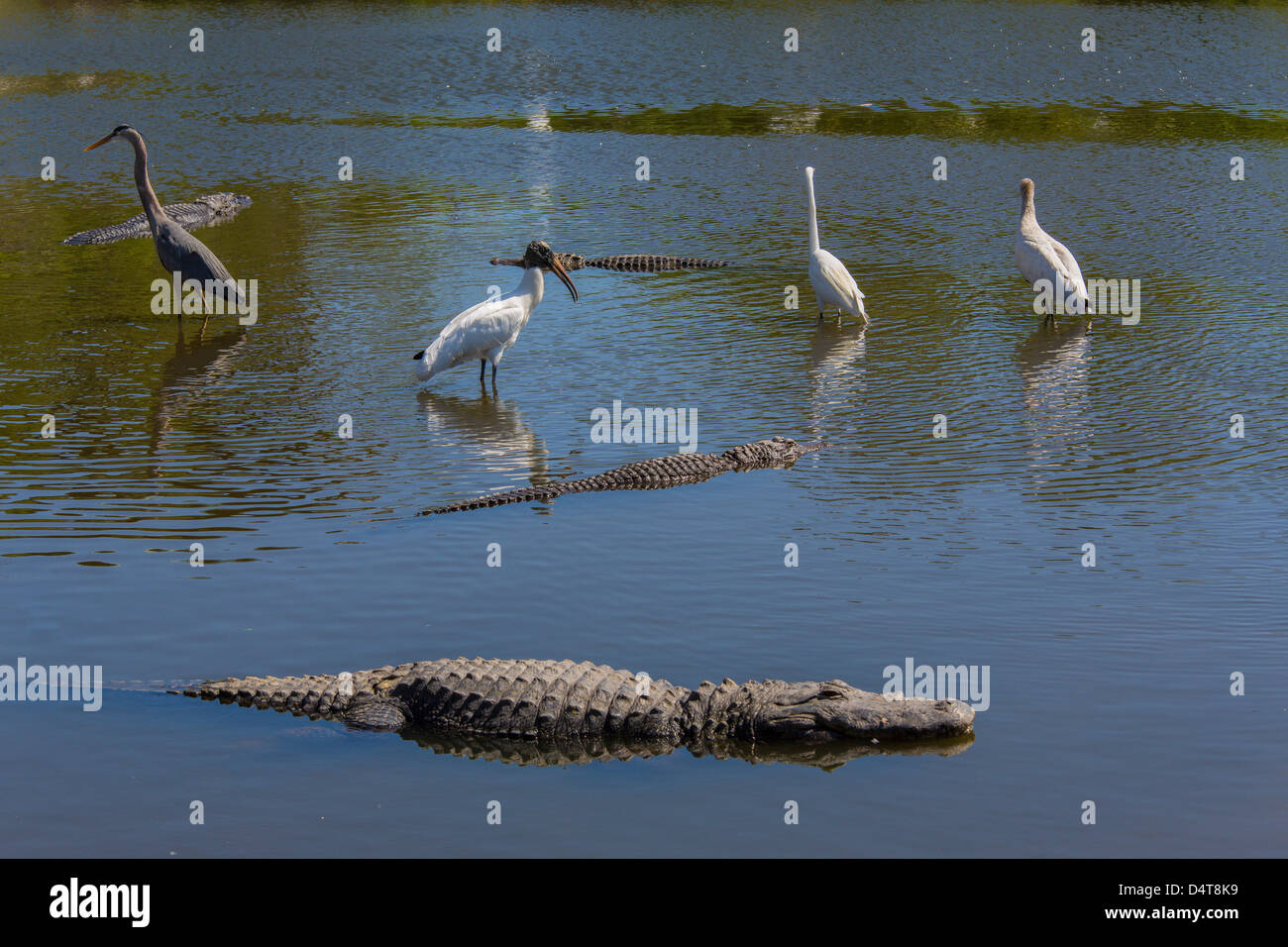 Alligaors y pájaros juntos en Gatorland en Orlando, Florida Foto de stock