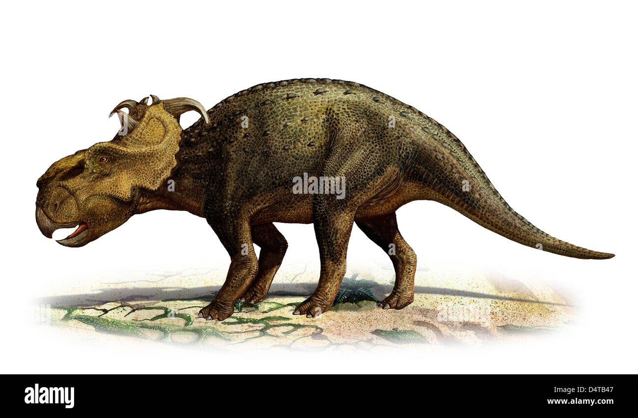 Pachyrhinosaurus canadensis, un dinosaurio de la era prehistórica desde finales del período Cretácico. Foto de stock