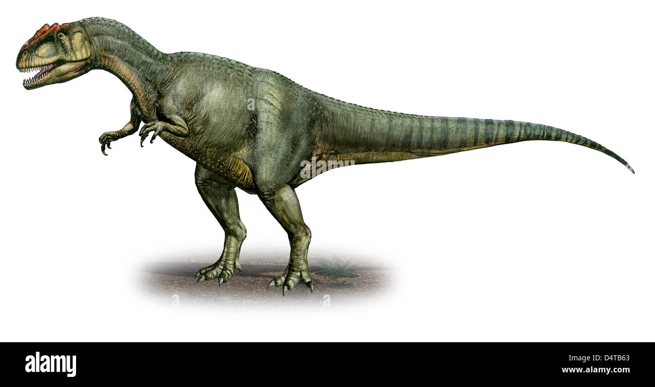 Allosaurus fragilis, un dinosaurio de la era prehistórica desde finales del período jurásico. Foto de stock