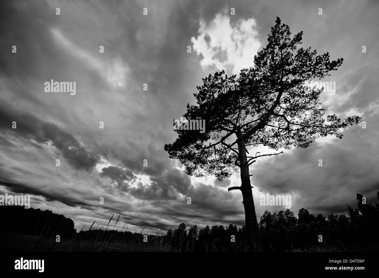 Tormentoso, ominoso cielo con un árbol en primer plano Foto de stock