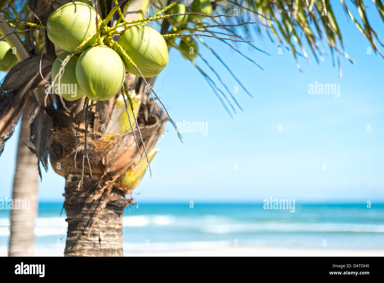 Coco Palm con grandes cocos verdes con el brillante cielo azul y el mar de fondo. Orígenes naturales y fondos de pantalla. Naturaleza exótica l Fotografía de stock - Alamy Coco Palm con grandes cocos verdes con el brillante cielo azul y el mar de fondo. Orígenes naturales y fondos de pantalla. Naturaleza exótica l Fotografía de stock - Alamy