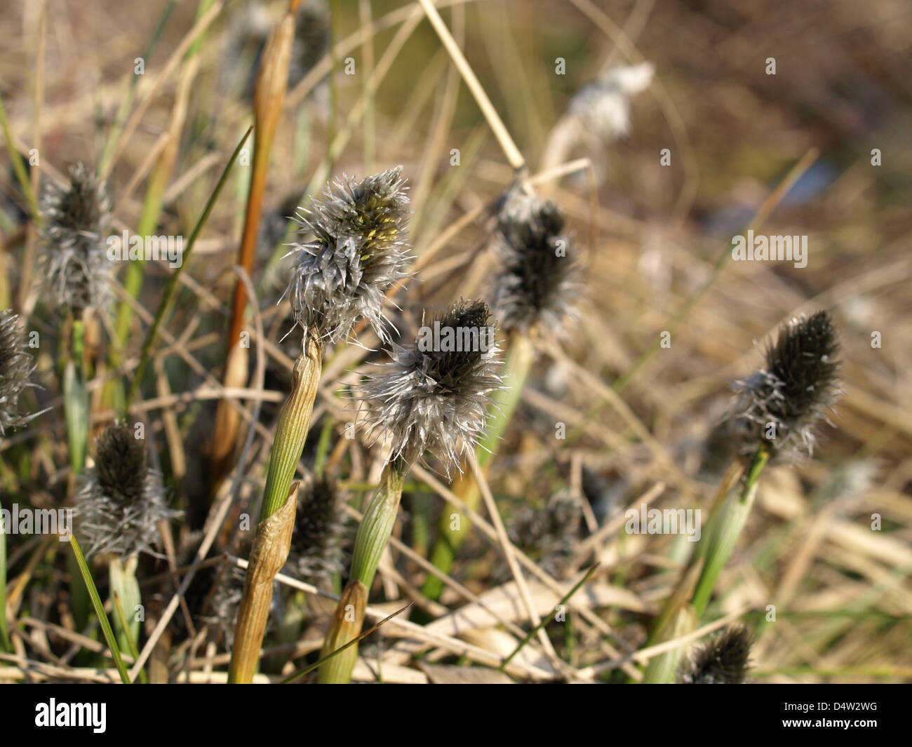 Florescence desde cola de Liebre / Eriophorum vaginatum césped de Algodón / Scheiden-Wollgras Foto de stock