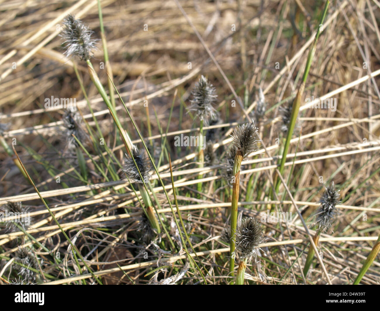 Florescence desde cola de Liebre / Eriophorum vaginatum césped de Algodón / Scheiden-Wollgras Foto de stock
