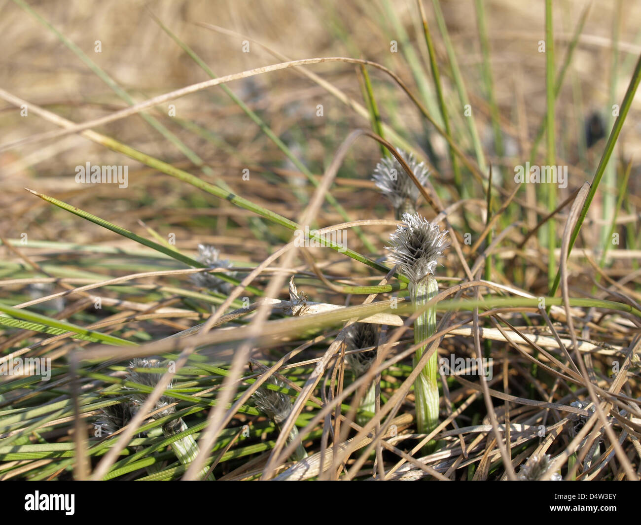 Florescence desde cola de Liebre / Eriophorum vaginatum césped de Algodón / Scheiden-Wollgras Foto de stock