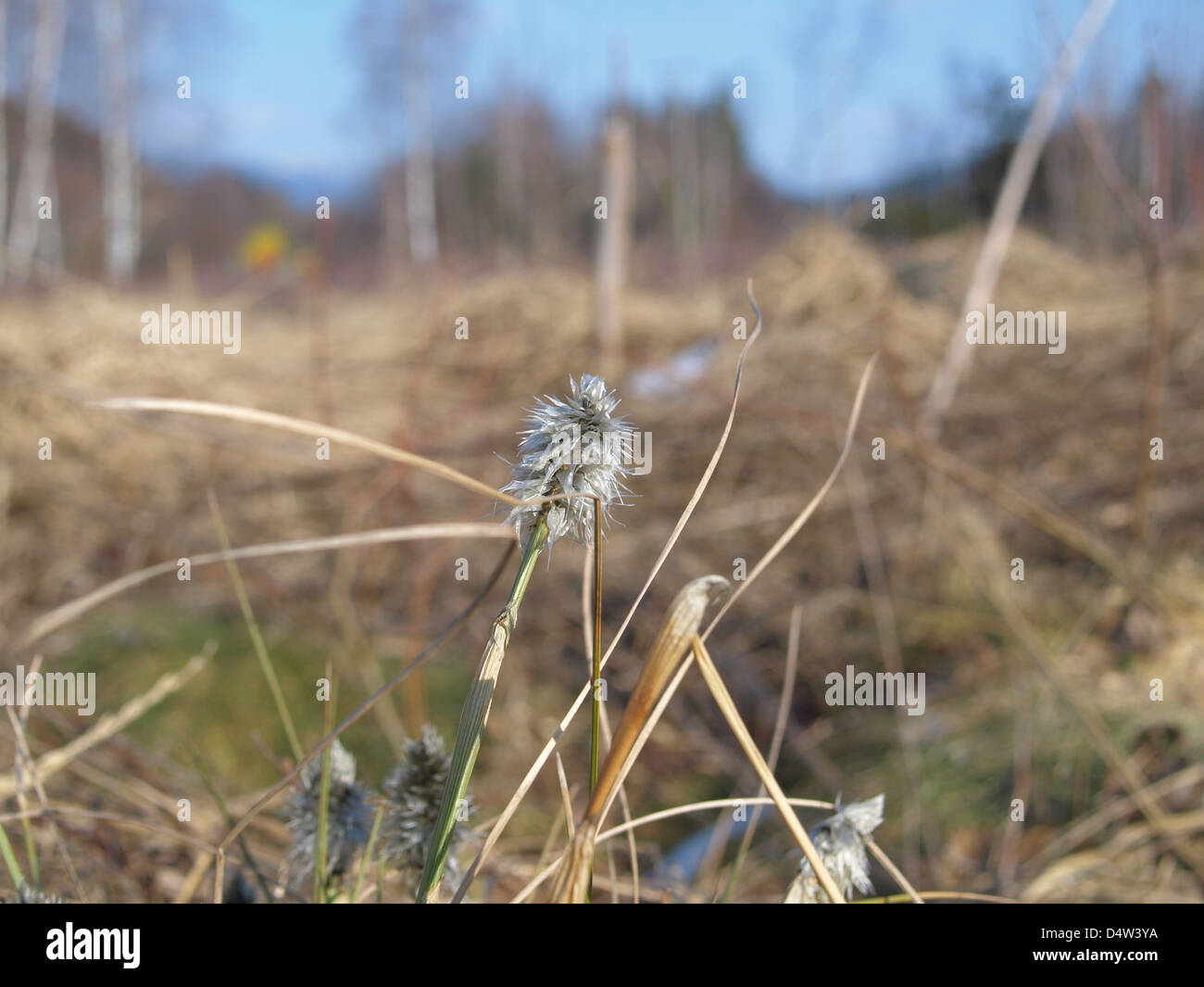 Florescence desde cola de Liebre / Eriophorum vaginatum césped de Algodón / Scheiden-Wollgras Foto de stock