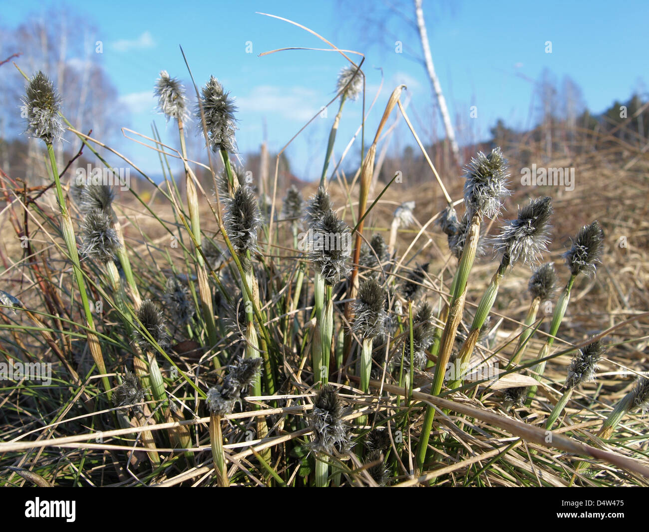 Florescence desde cola de Liebre / Eriophorum vaginatum césped de Algodón / Scheiden-Wollgras Foto de stock