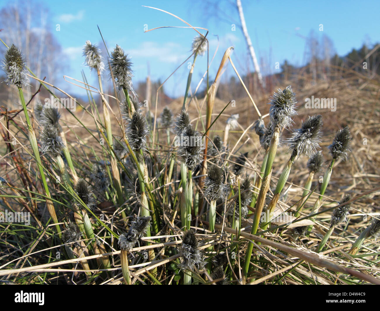 Florescence desde cola de Liebre / Eriophorum vaginatum césped de Algodón / Scheiden-Wollgras Foto de stock