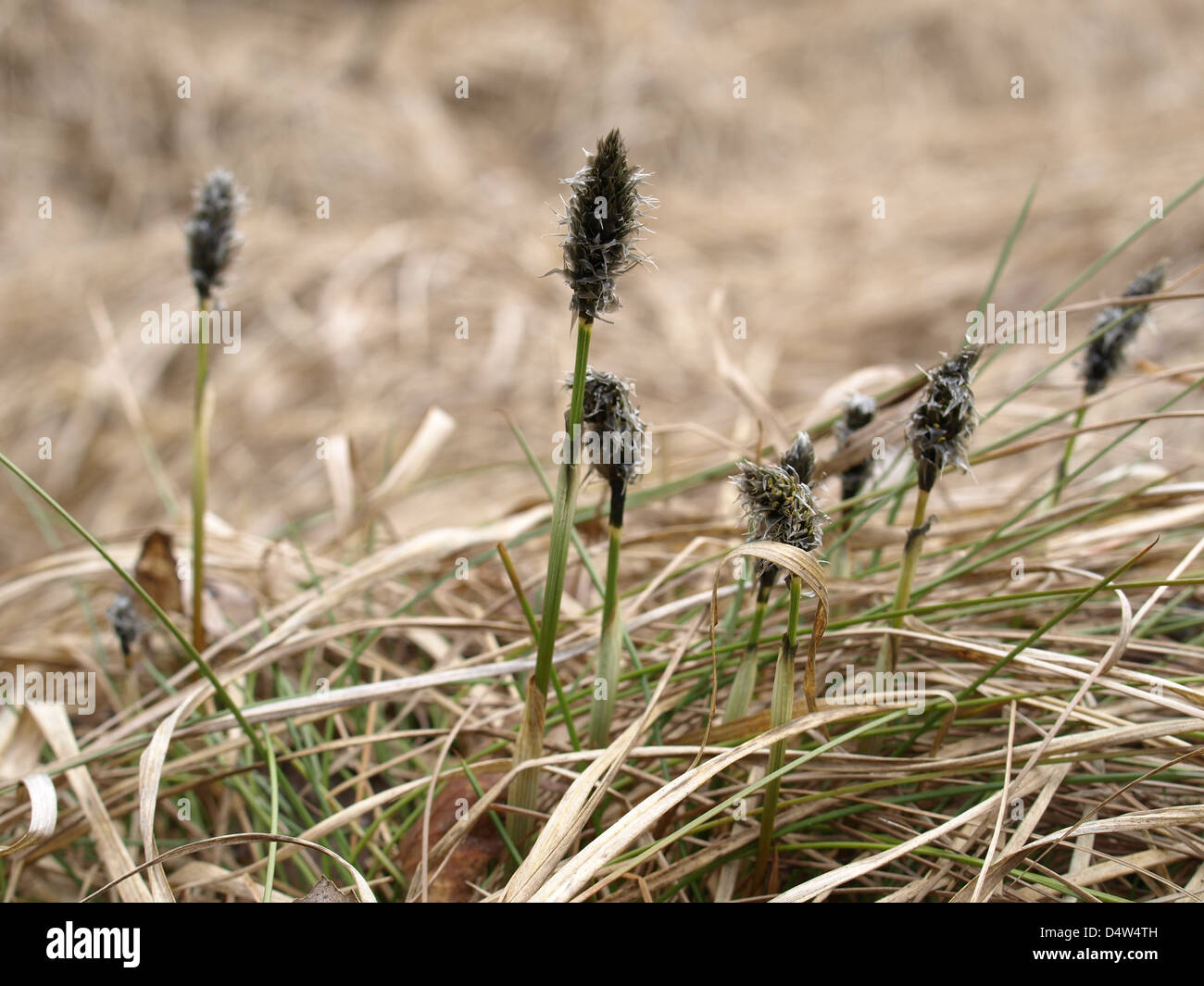 Florescence desde cola de Liebre / Eriophorum vaginatum césped de Algodón / Scheiden-Wollgras Foto de stock