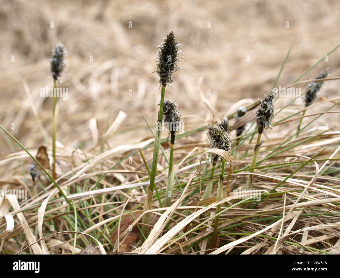 Florescence desde cola de Liebre / Eriophorum vaginatum césped de Algodón / Scheiden-Wollgras Foto de stock
