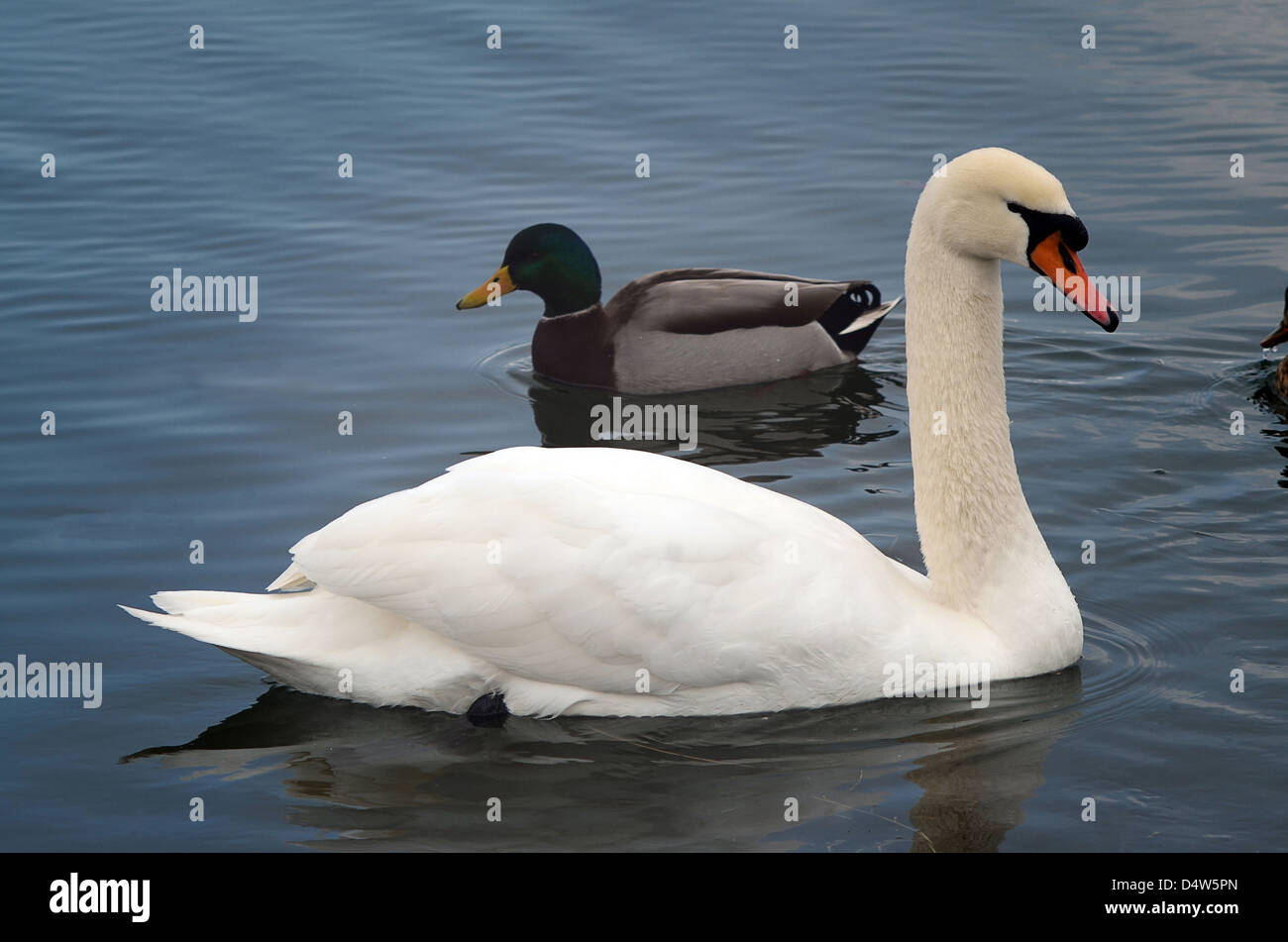 Un cisne y un pato nadando en un lago Fotografía de stock - Alamy